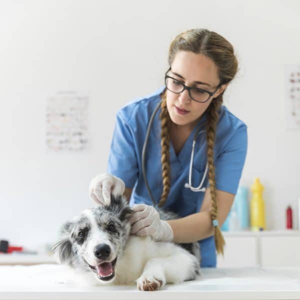 Veterinario en casa o en clínica de nuestra la red