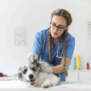 Veterinario a domicilio diurno