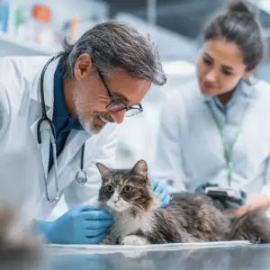 Veterinario en casa o en clínica de nuestra red